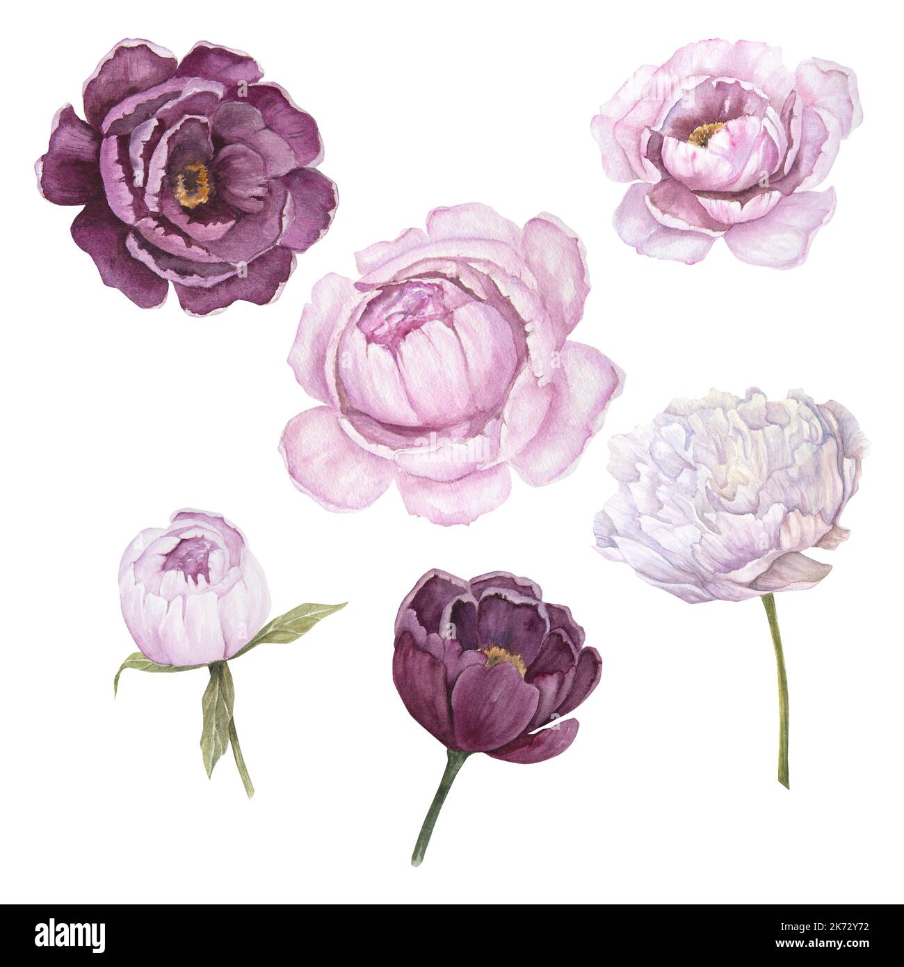 Watercolor illustration of pink peony flower set isolated Stock Photo ...