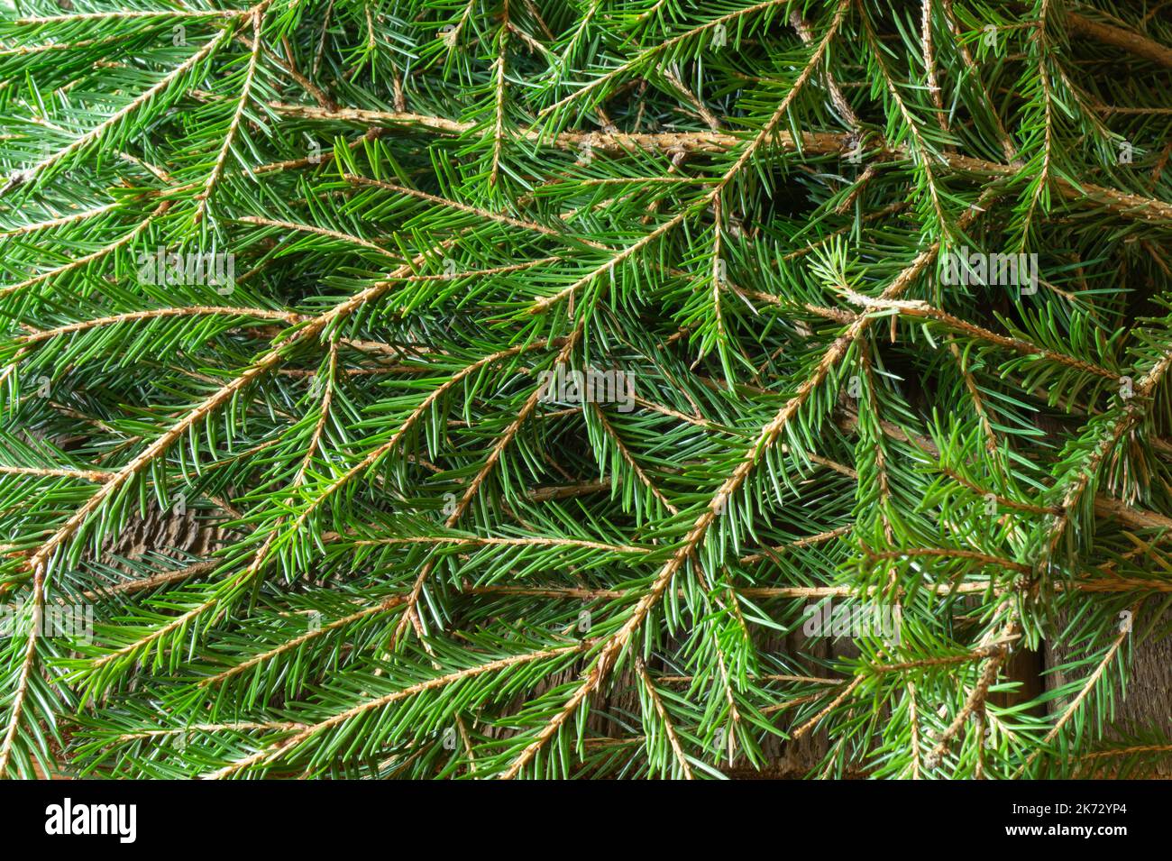 Natural background with green spruce needles. Horizontal photo of tree branches. Beauty in nature Stock Photo