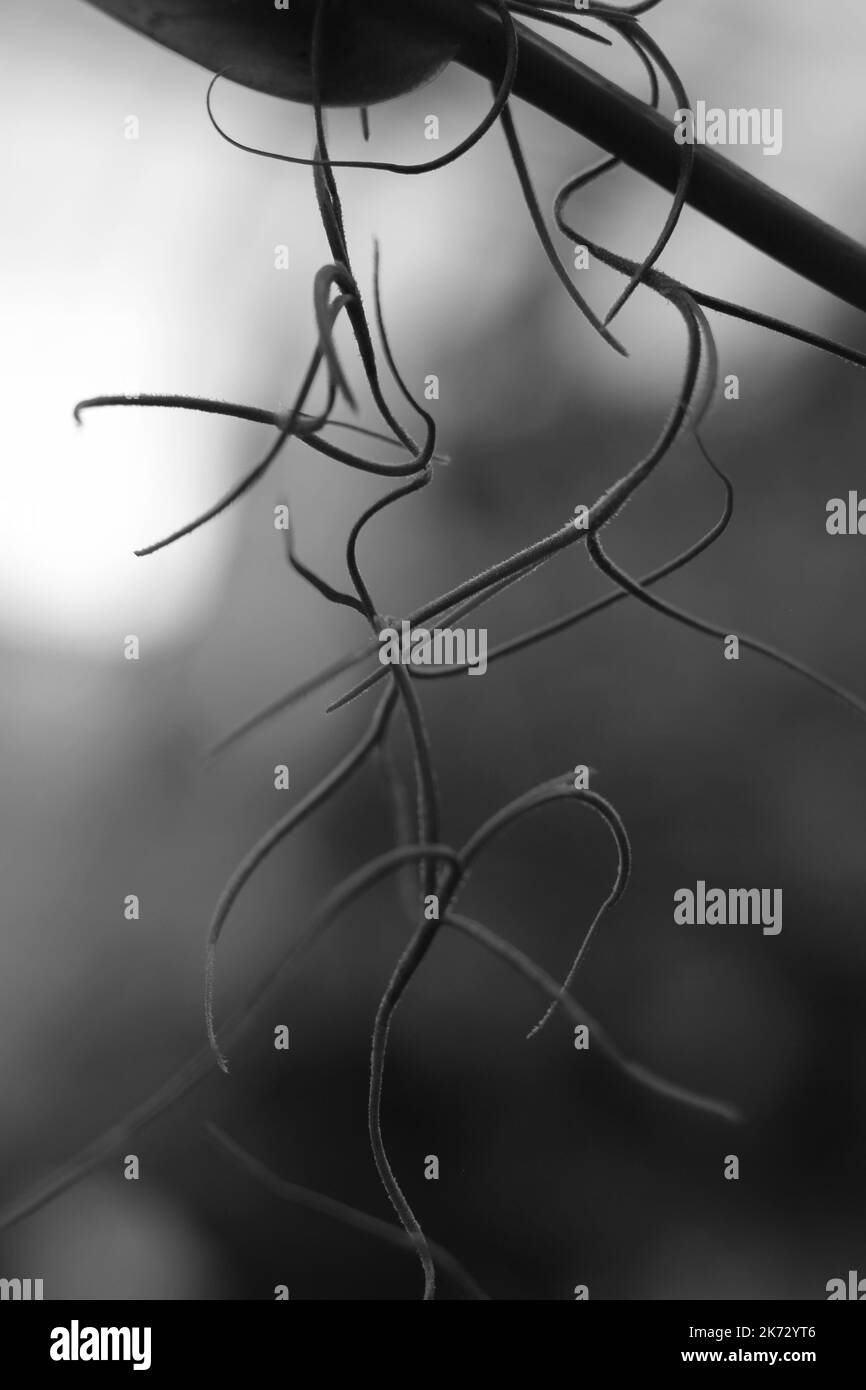 Tropical epiphyte Spanish moss hanging in the meadow in a black and