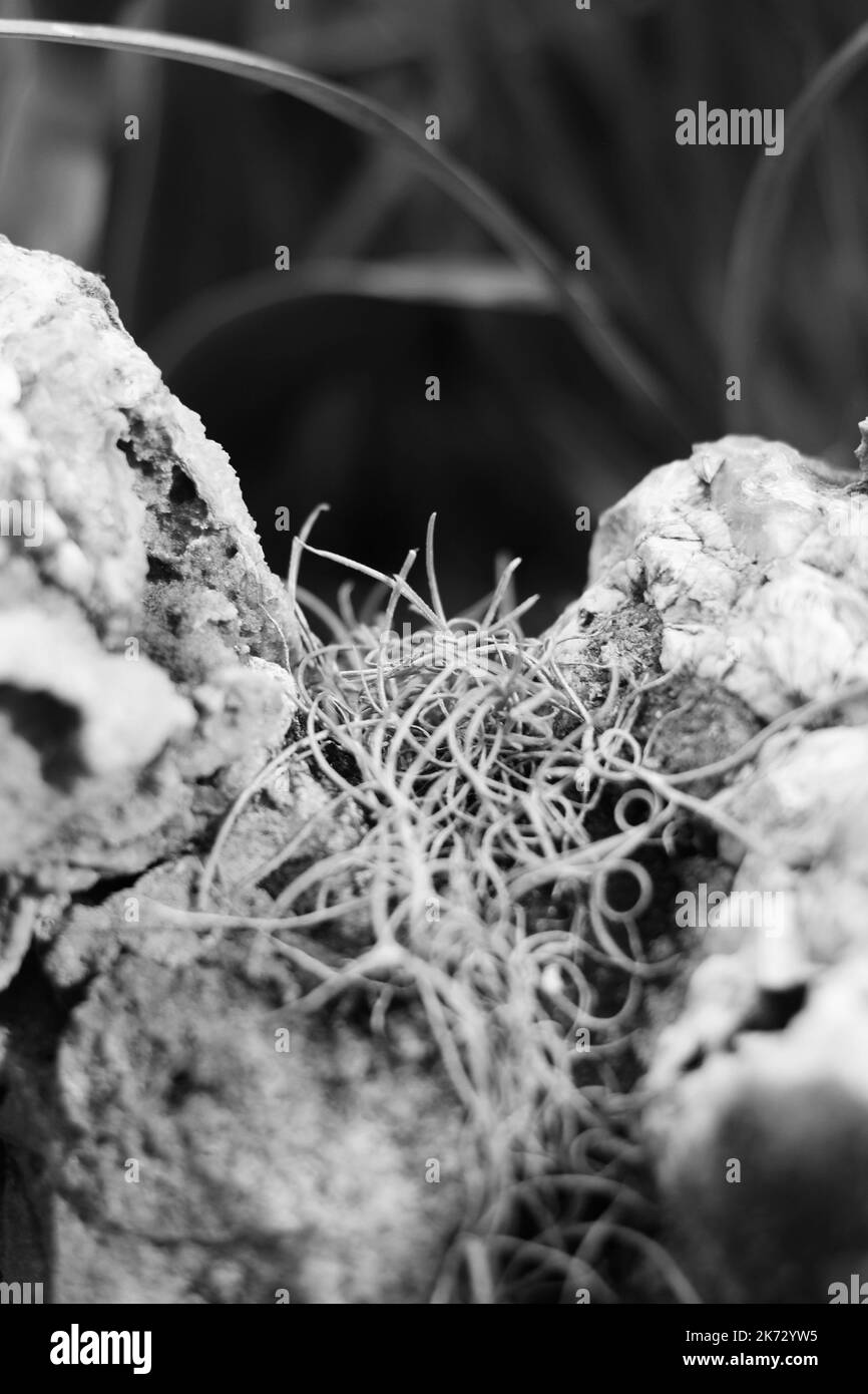 Tropical epiphyte Spanish moss hanging in the meadow in a black and