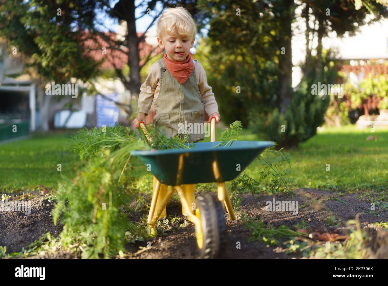 Little boy with wheelbarrow working in garden during autumn day Stock ...
