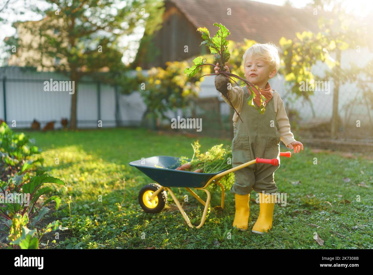 Little boy with wheelbarrow posing in garden during autumn day Stock ...