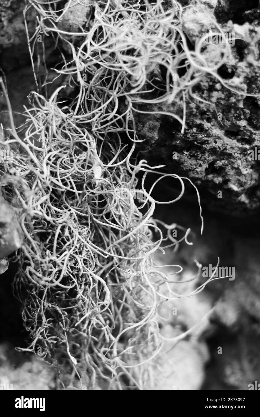 Tropical epiphyte Spanish moss hanging in the meadow in a black and