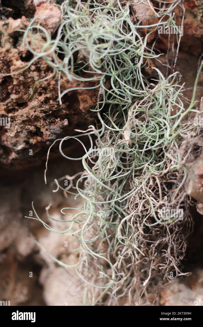 Tropical epiphyte Spanish moss hanging in the meadow Stock Photo Alamy