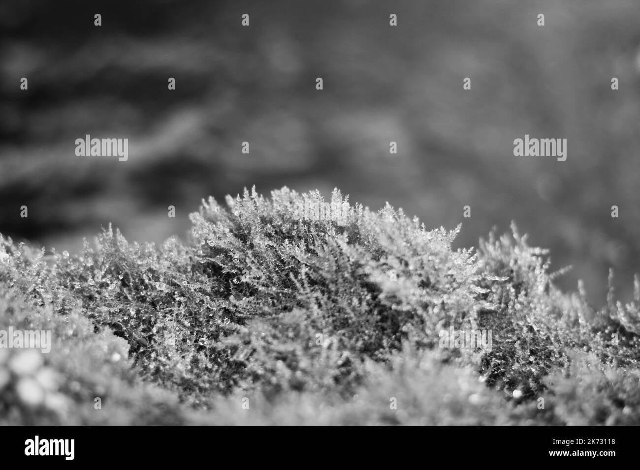 Summer moss growing on a rock in the meadow in a black and white ...