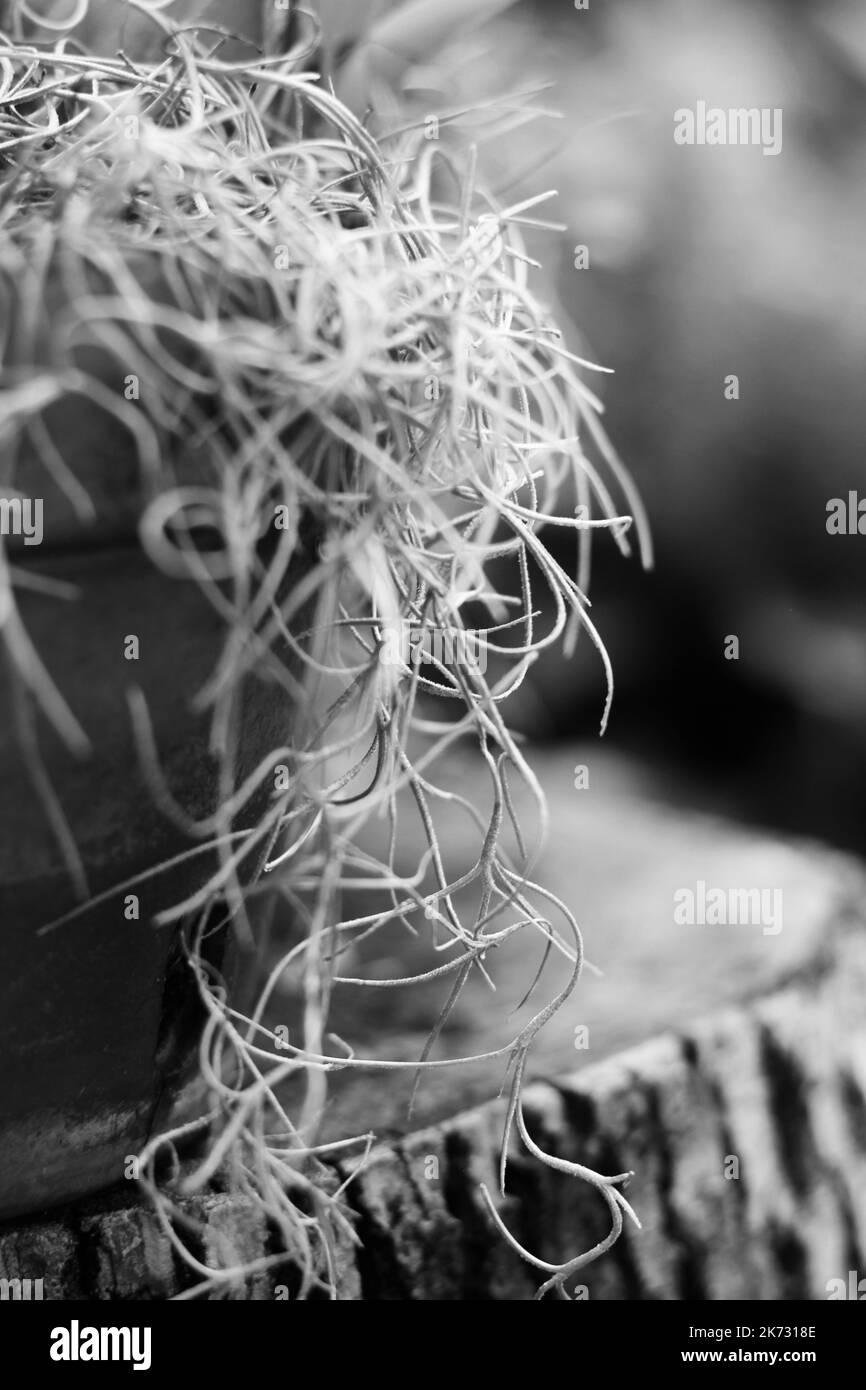 Stringy epiphyte Spanish moss hanging in the morning jungle in a black