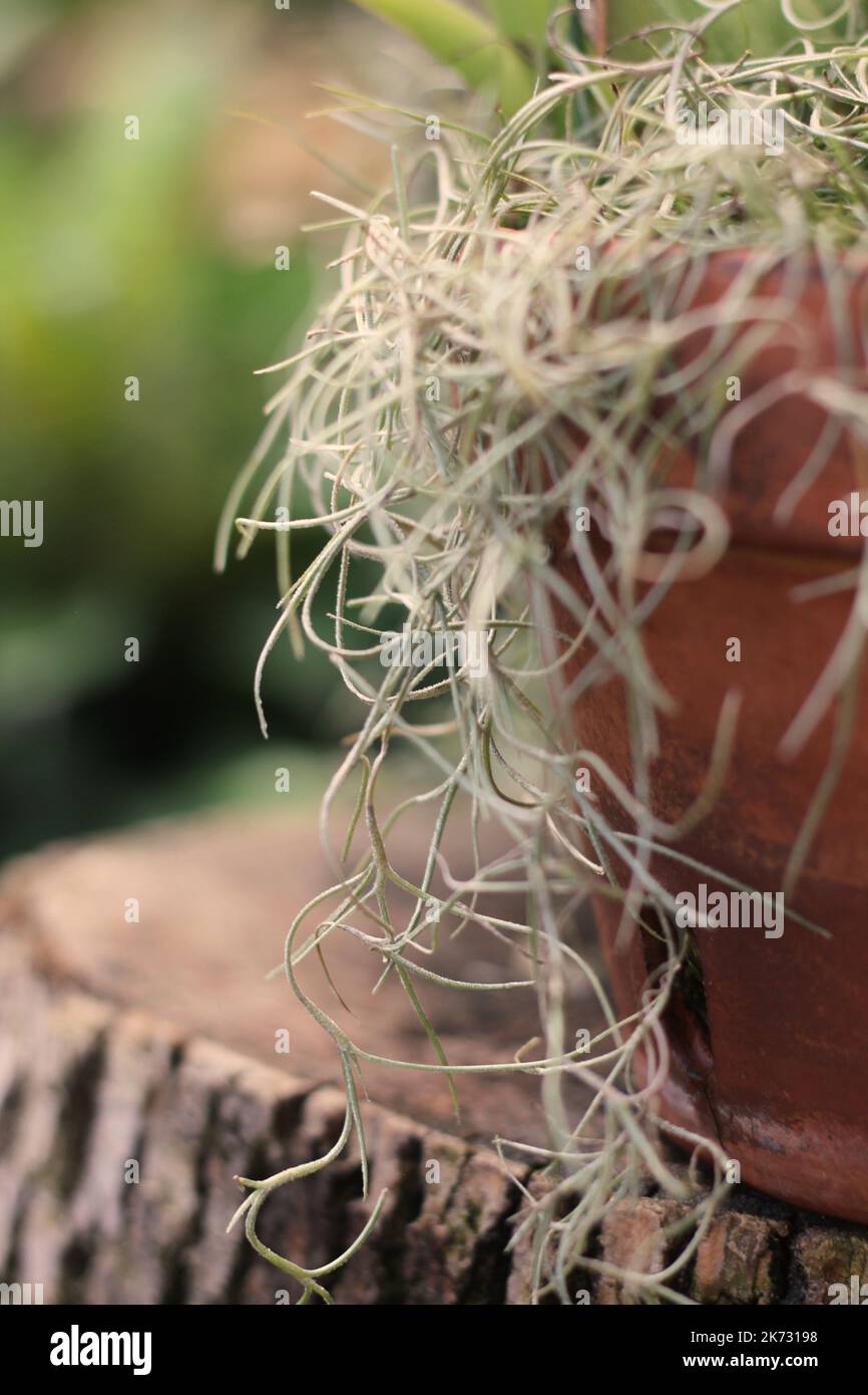 Stringy epiphyte Spanish moss hanging in the morning jungle Stock Photo