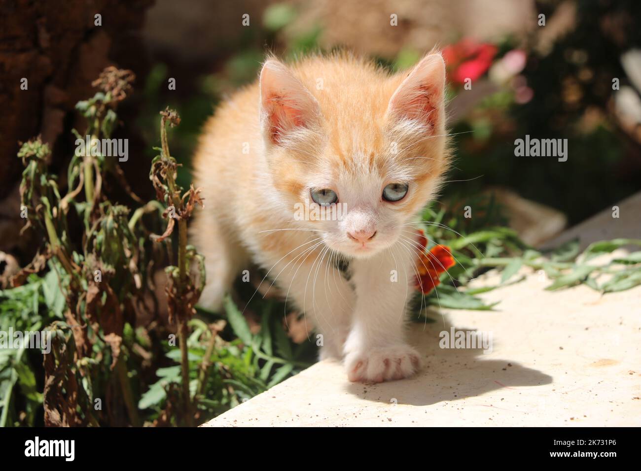 cat walking towards the camera Stock Photo