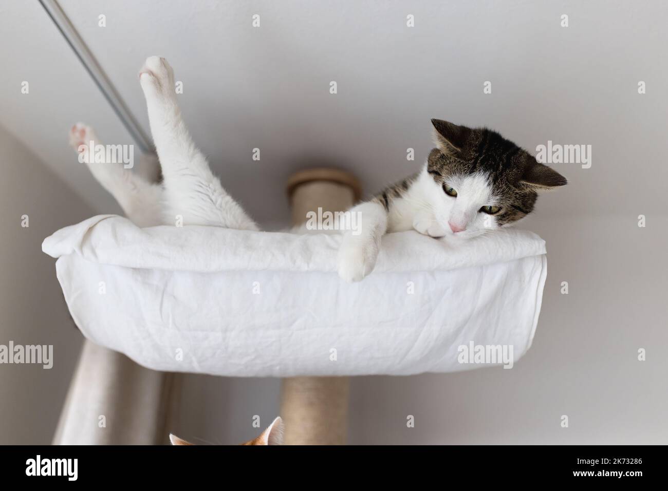 Cute fat domestic cat laying happy and relaxed in hammock bed on big