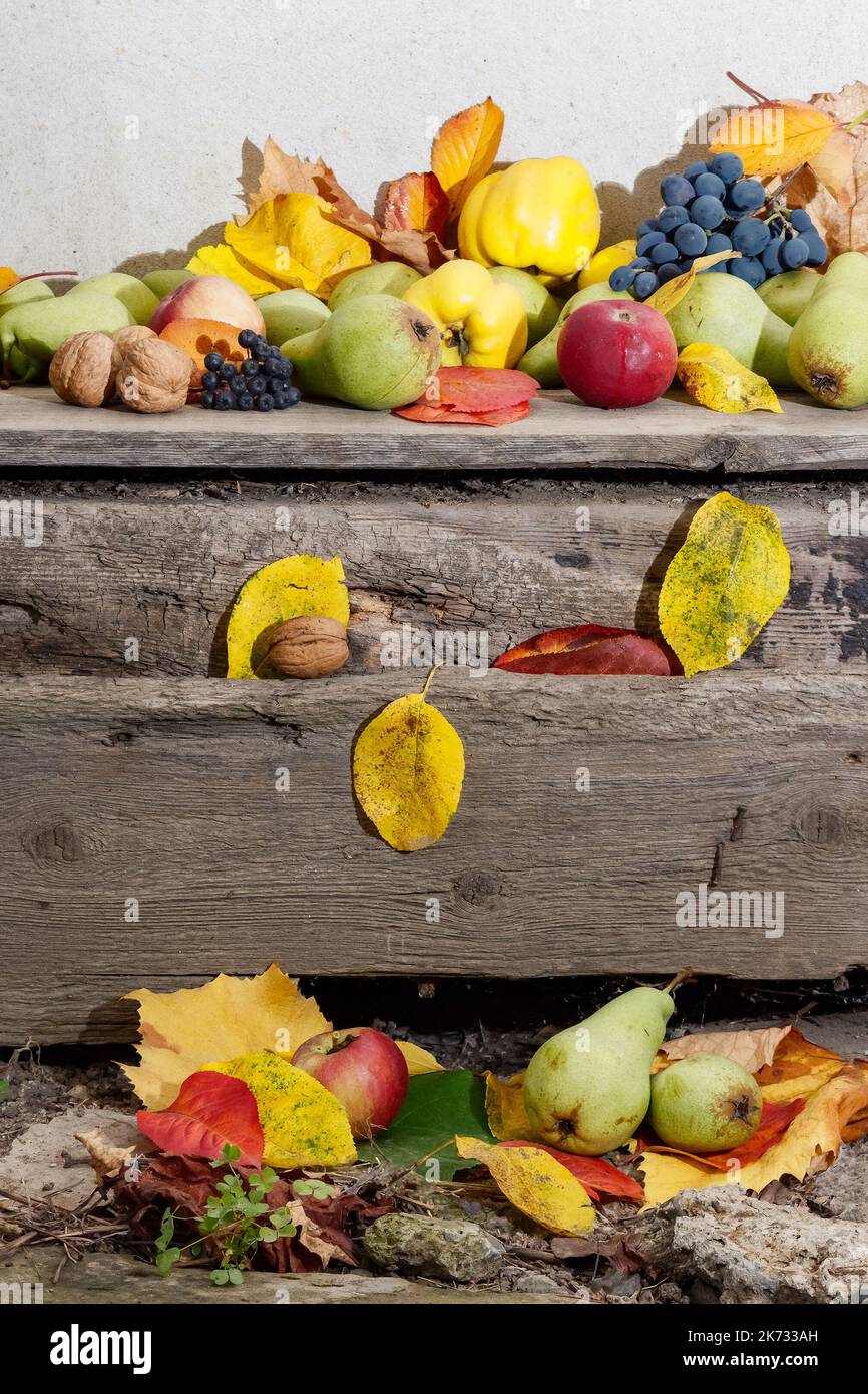 autumn crop on the wooden board. lots of ripe fruits. natural grown food and rural lifestyle Stock Photo