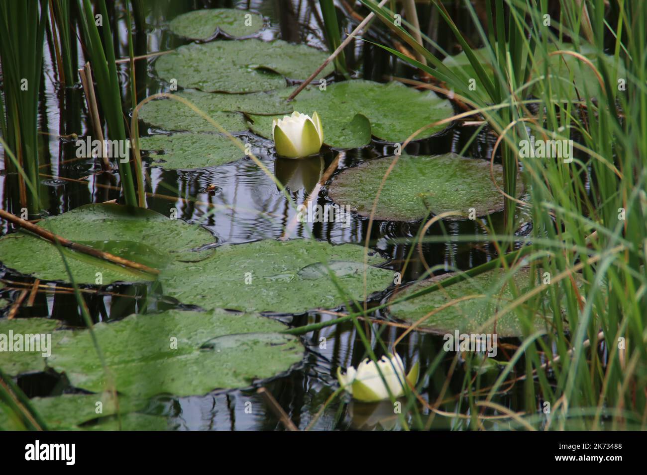 shy white water lilies on the lake in the rain Stock Photo