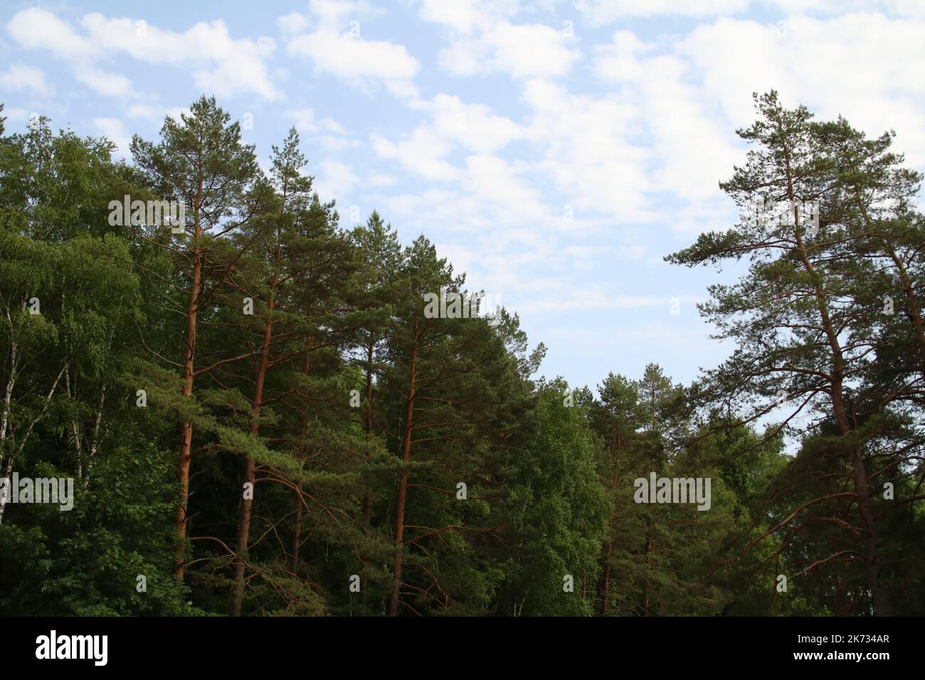 Image tall pine trees hi-res stock photography and images - Alamy