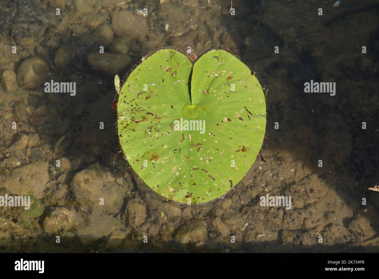 a leaf from a water lily that floats on water Stock Photo - Alamy
