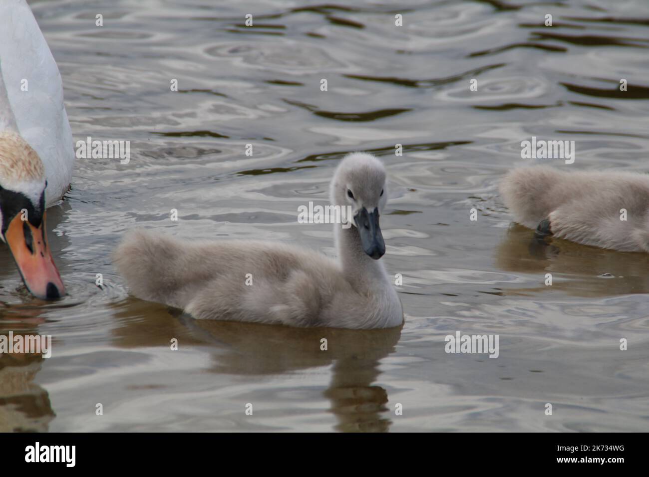 a family of white swans went for a walk on the beach near the lake Stock Photo