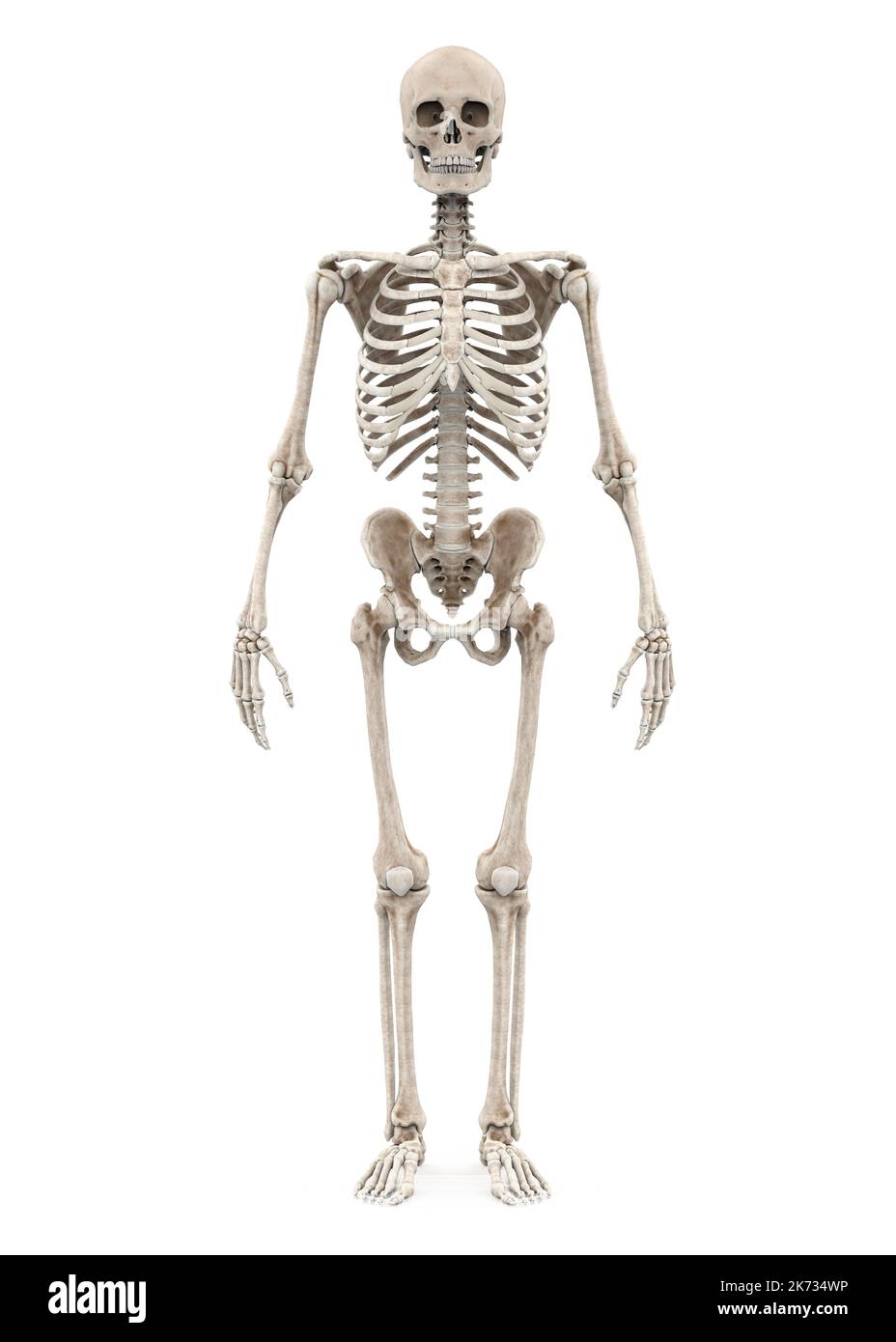 Human Skeleton Anatomy Isolated Stock Photo