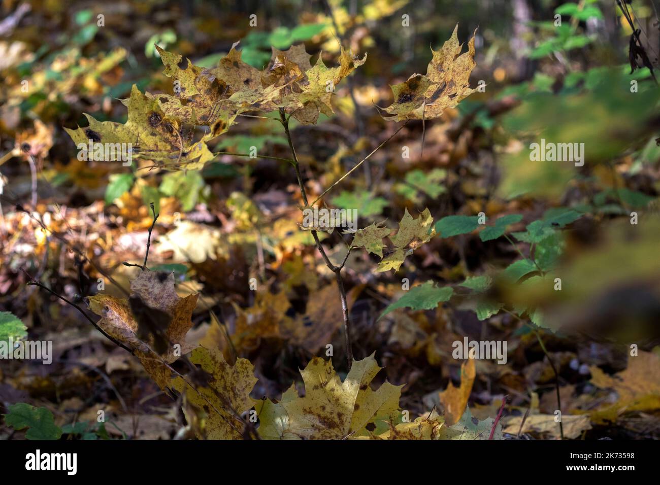 colorful leaves fallen from the trees in the forest Stock Photo - Alamy