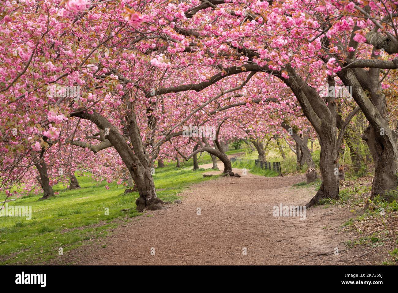 Spring in Central Park New York City. Blooming Kwanzan Cherry trees on Upper West Side of Manhattan. USA Stock Photo