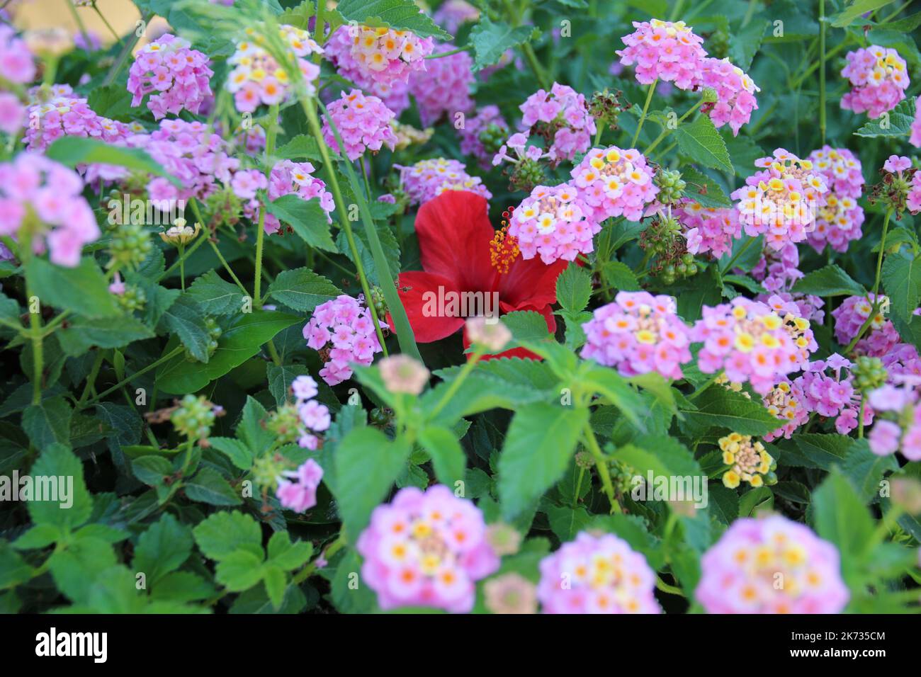 photo of a blooming bush with pink flowers Stock Photo