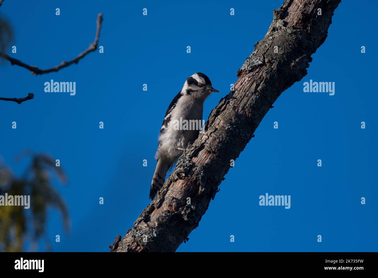 Downy Woodpecker leaning over a tree branch to peck at it Stock Photo