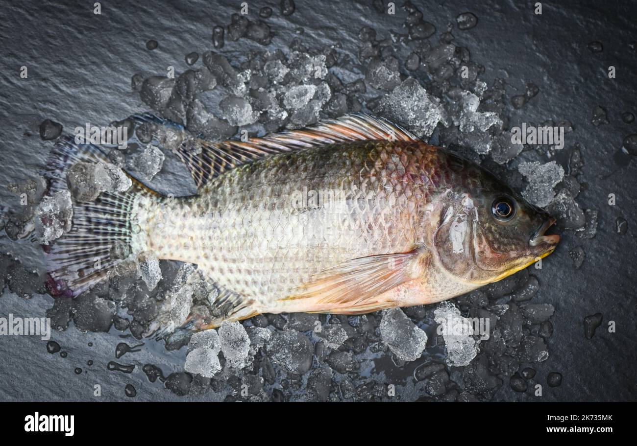 Tilapia with ice on dark background, Fresh raw tilapia fish from the tilapia farm top view