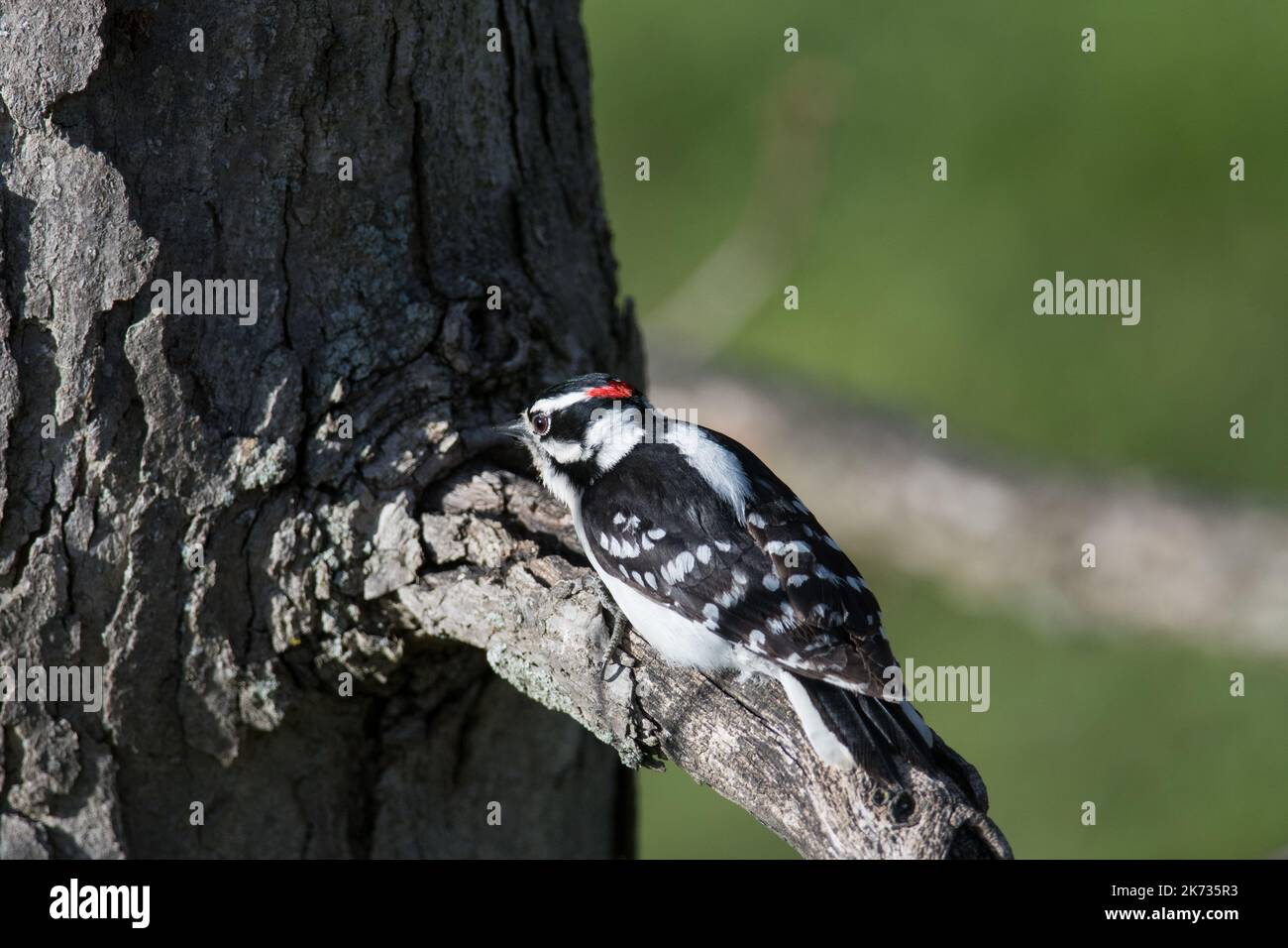 Downy Woodpecker crawling on tree branch towards the tree trunk Stock Photo