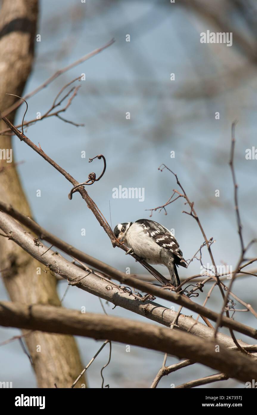 Downy Woodpecker among the small tree branches Stock Photo