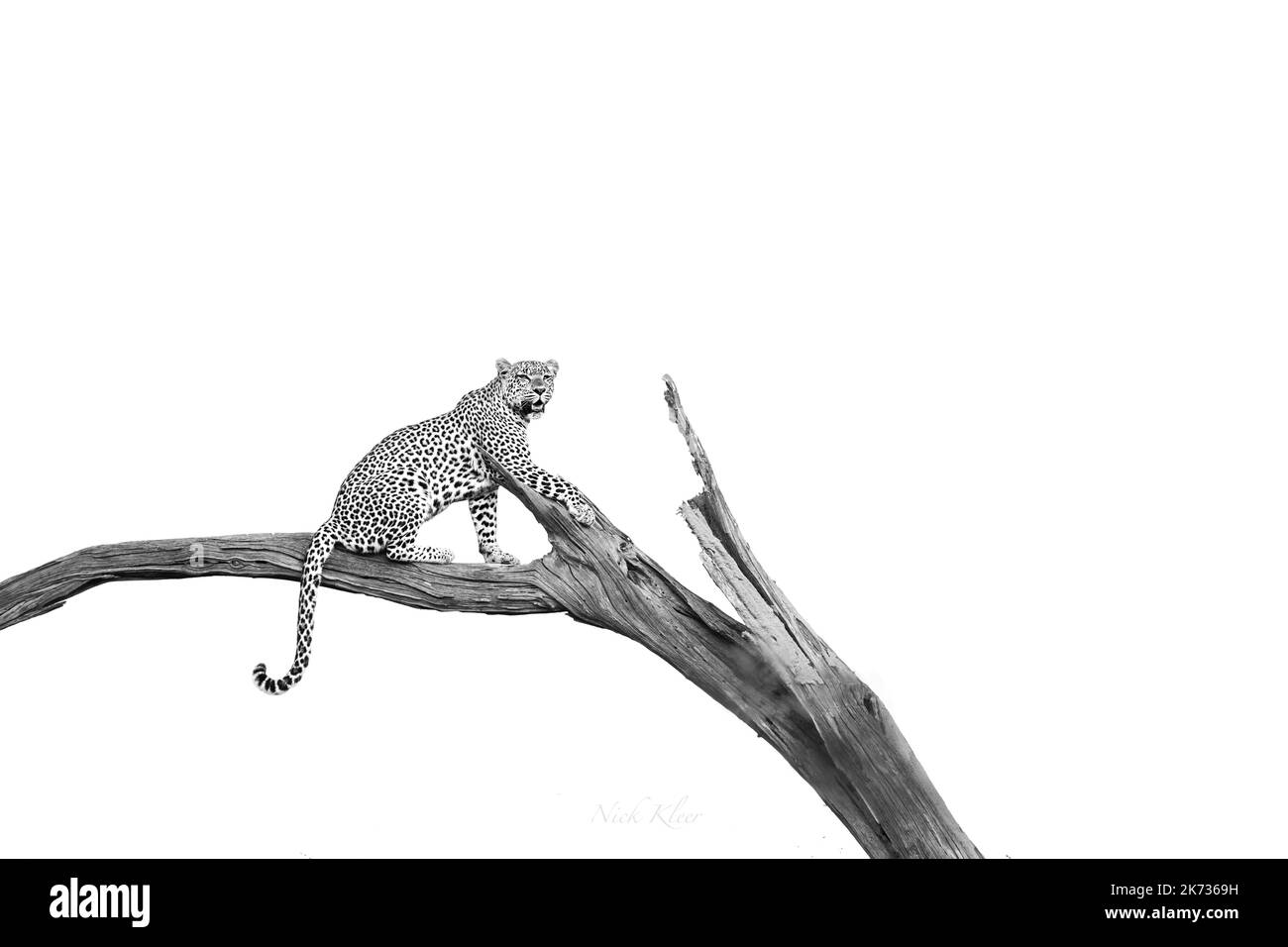 Leopard jumping Cut Out Stock Images & Pictures - Alamy