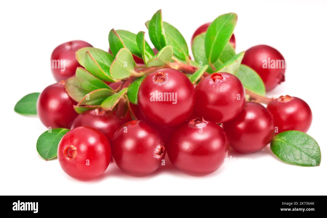 Cranberries and cranberry leaves isolated on white background. Stock Photo