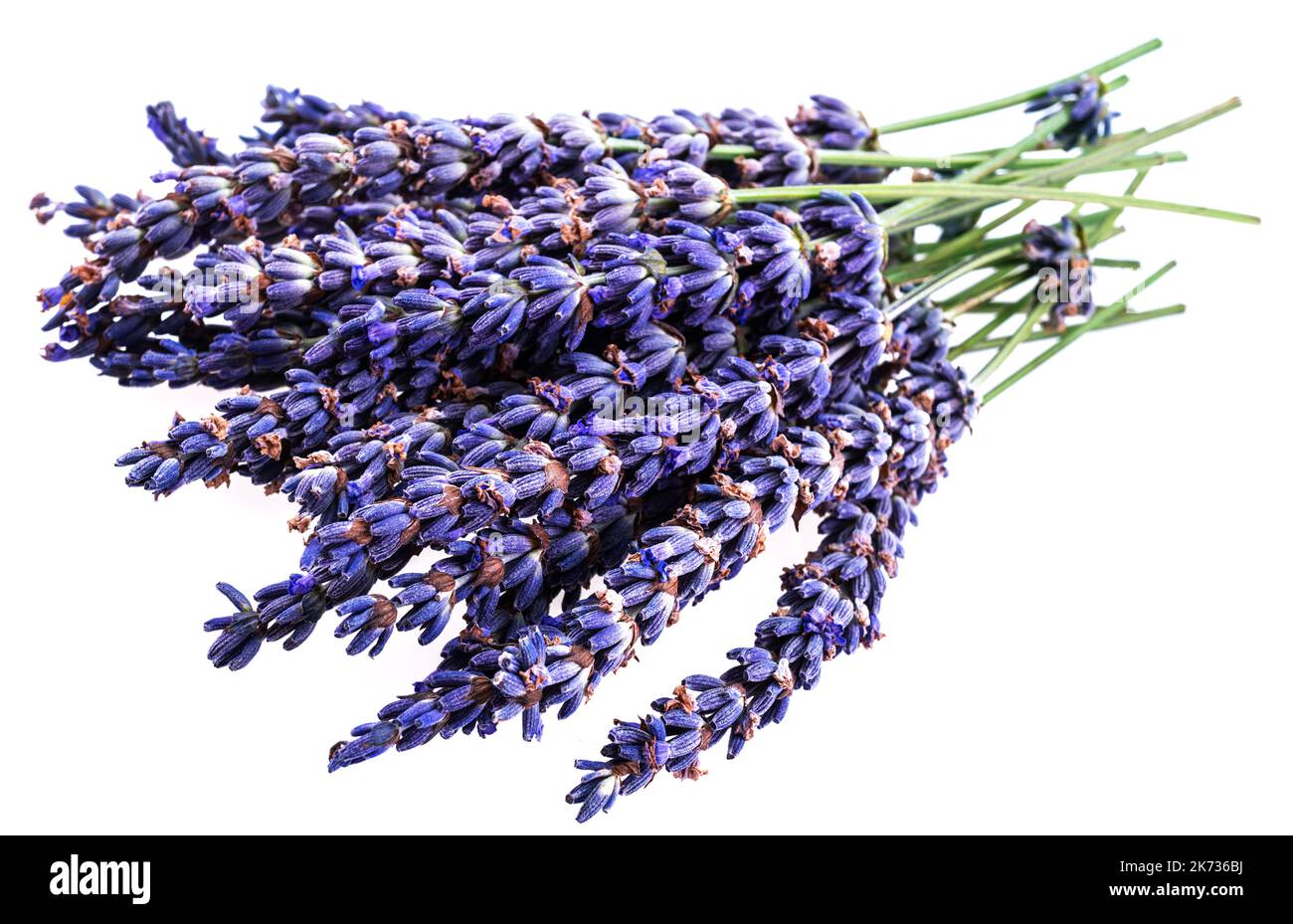Bouquet of lavender flowers closeup isolated on white background. Stock Photo