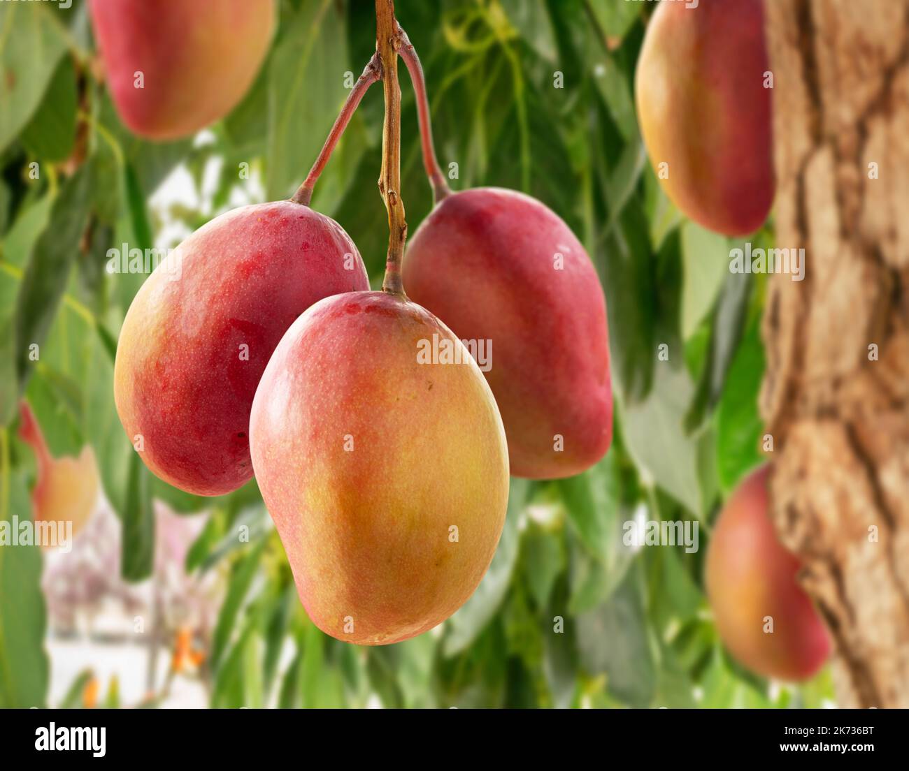 Ripe mango fruits on mango tree. Green foliage at the background. Stock Photo