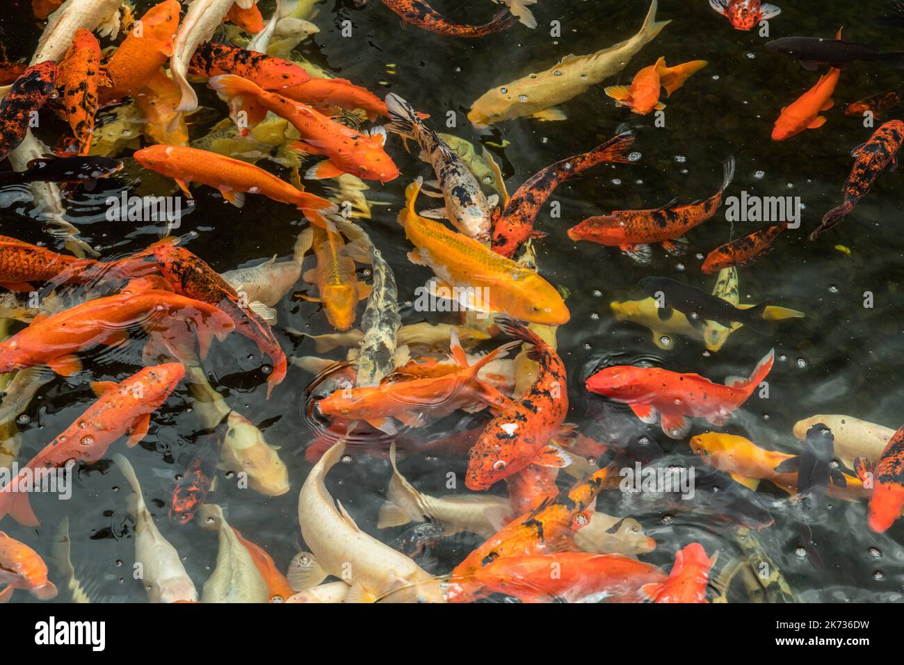 Lot of colorful asian carps swimming in the water. Stock Photo