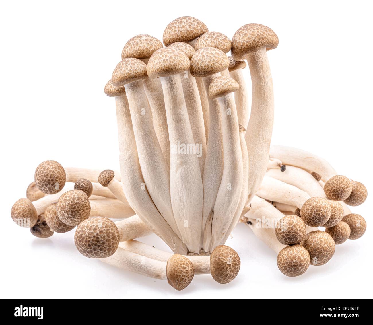 Cluster of hon shimeji edible japanese mushrooms isolated on white background. Close-up. Stock Photo