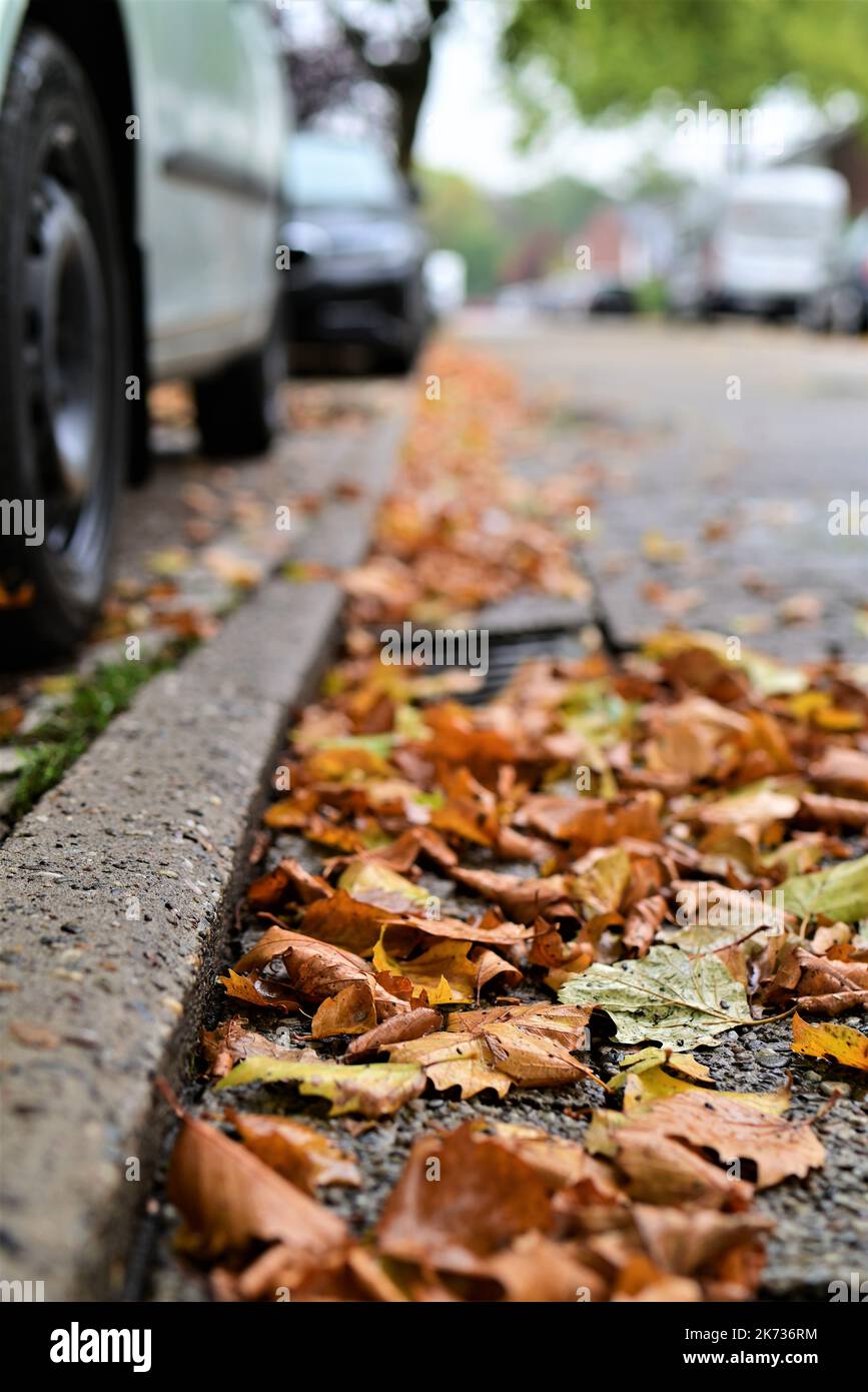 Autumn leaves on a road against a blurred background Stock Photo
