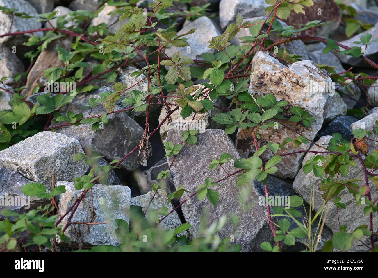 Stones overgrown by blackberry vines as a closeup Stock Photo