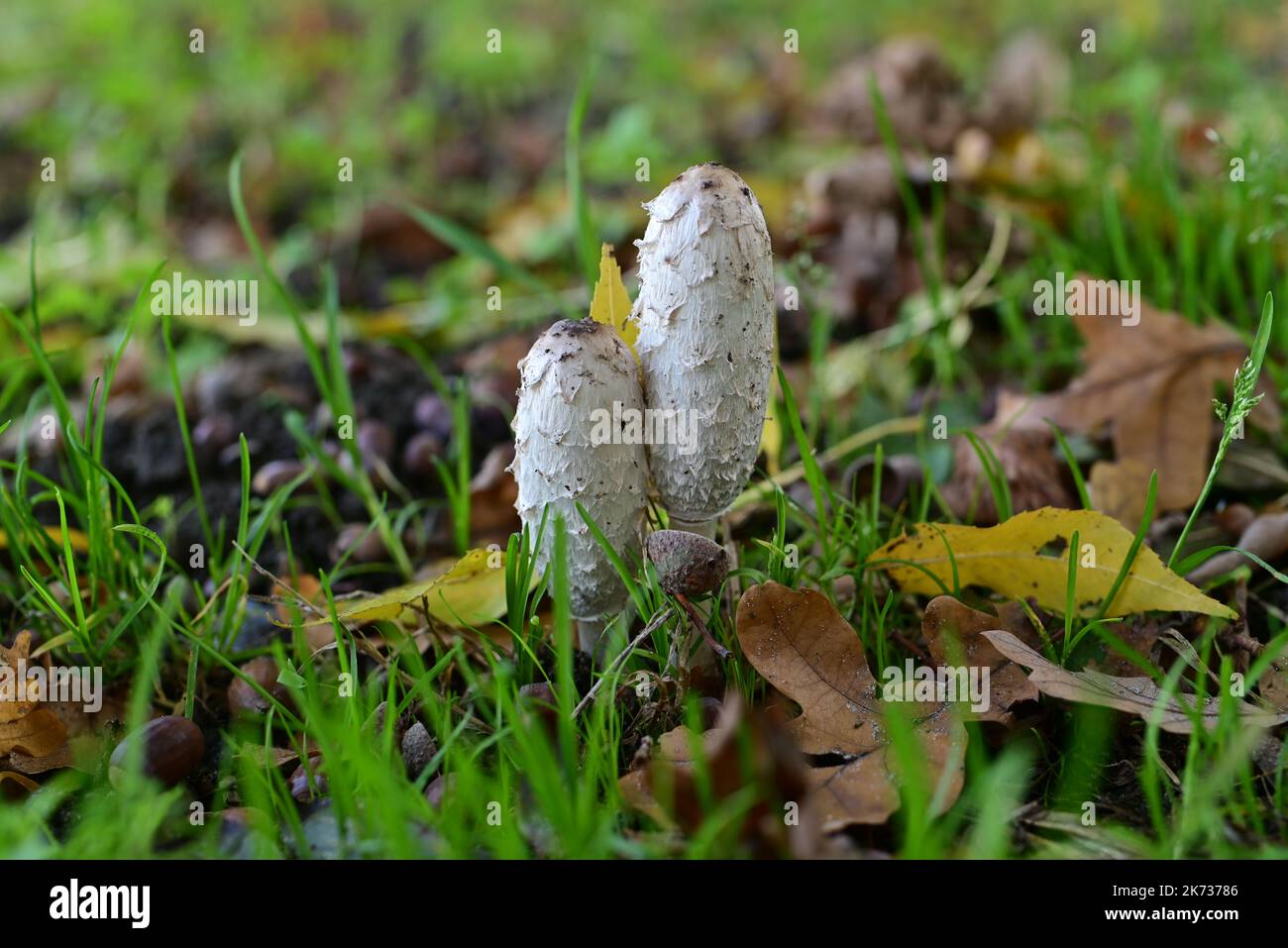 White mashrooms at the edge of the field Stock Photo
