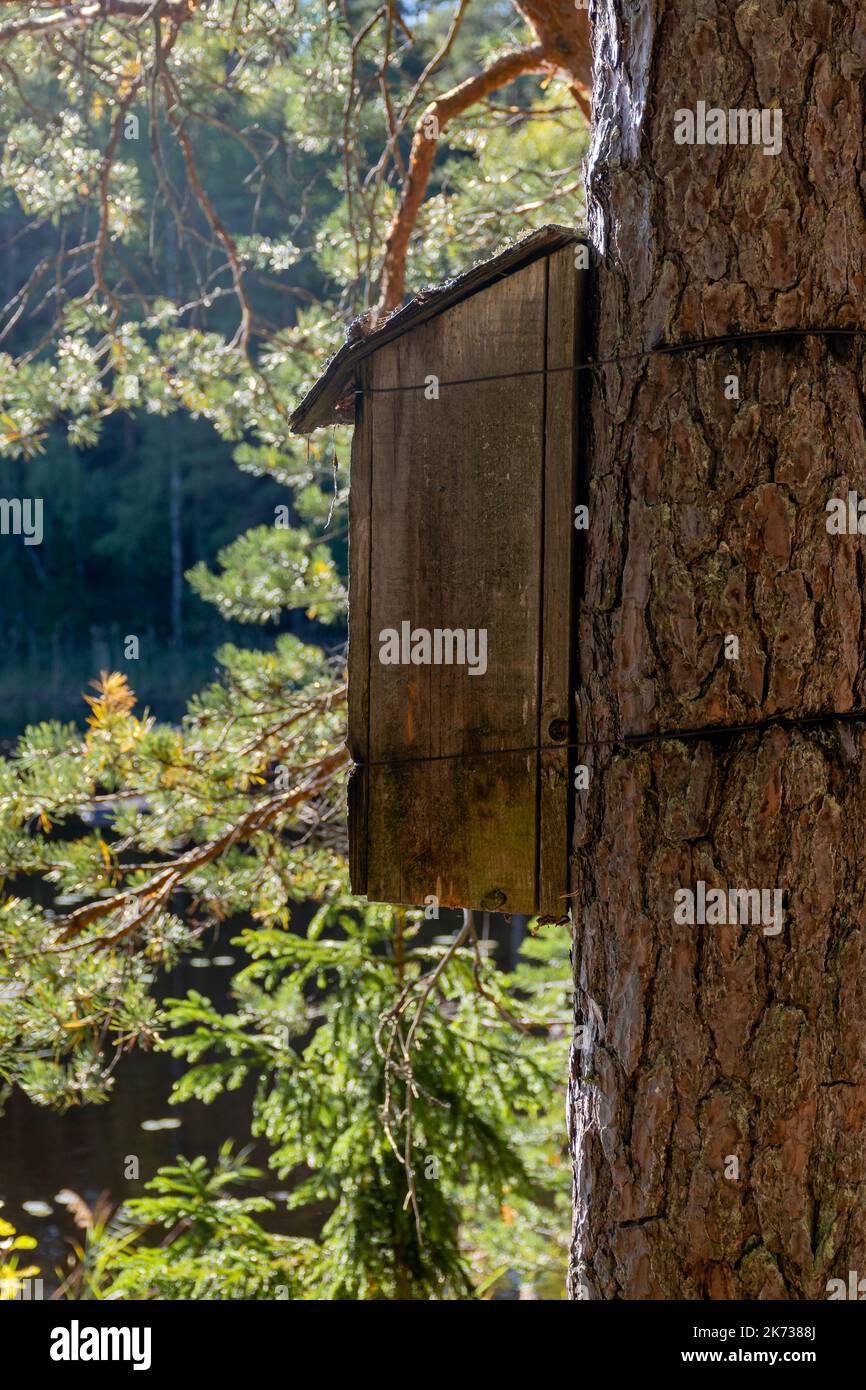 Wooden birdhouse tied to a tree with a forest pond in the background Stock Photo