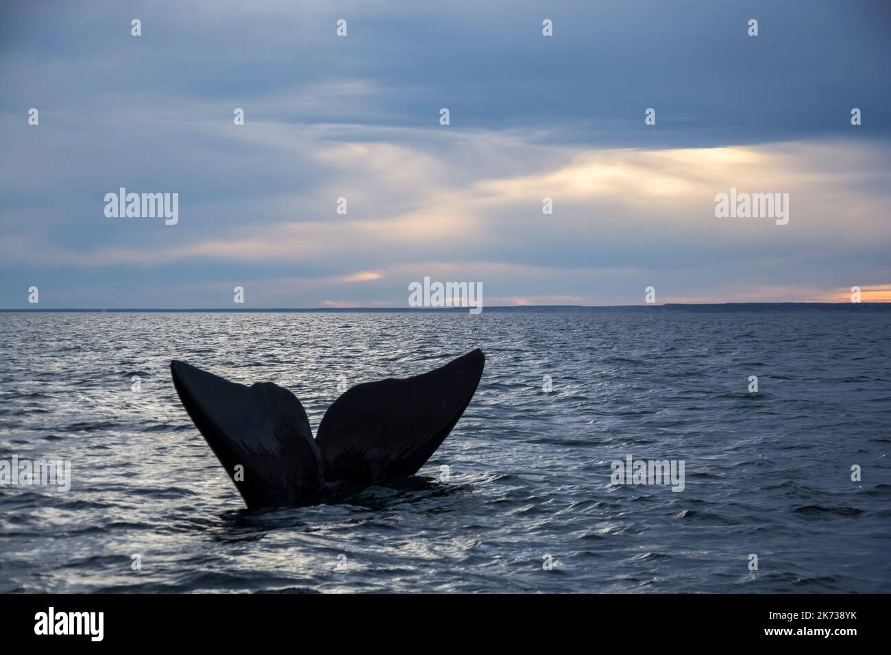 Southern Right whale tail, Puerto Madryn, Patagonia, Argentina Stock ...