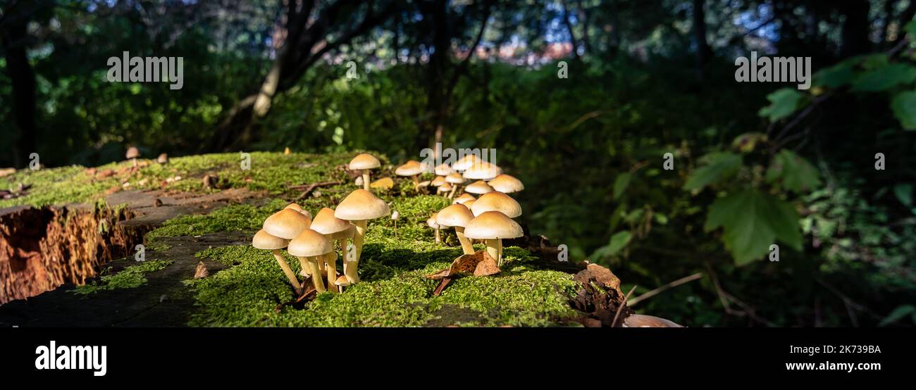 Tiny mushrooms or Hypholoma on old tree trunk in the dark forest. Autumn concept. Stock Photo