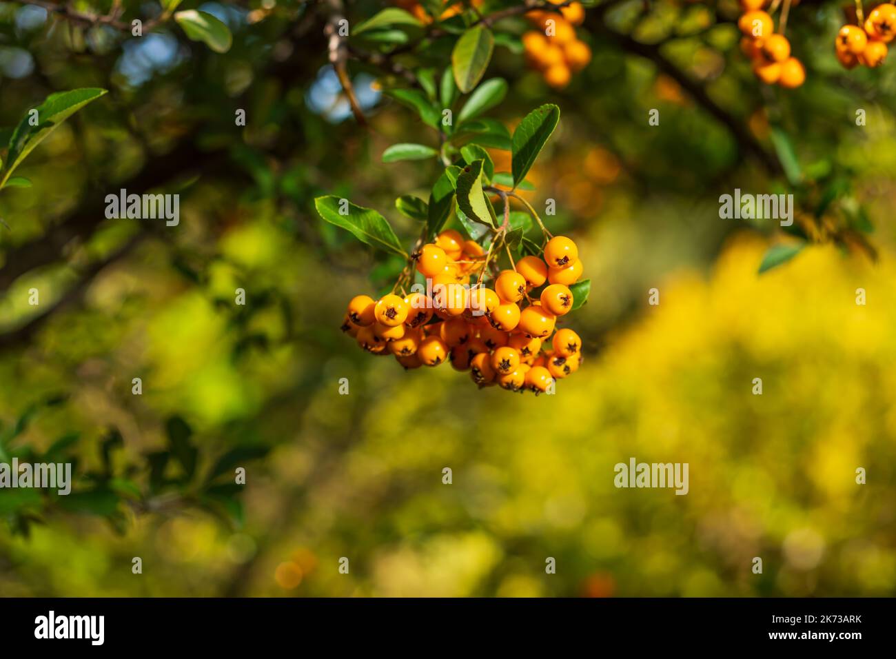 Pyracantha coccinea Soleil dOr decorative thorny shrub with many beautiful yellow fruits, golden colors Stock Photo