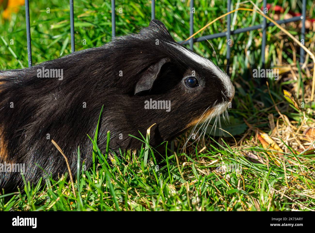 Guinea Pig Choosing Safe Plants Near Aspalathus Linearis photo