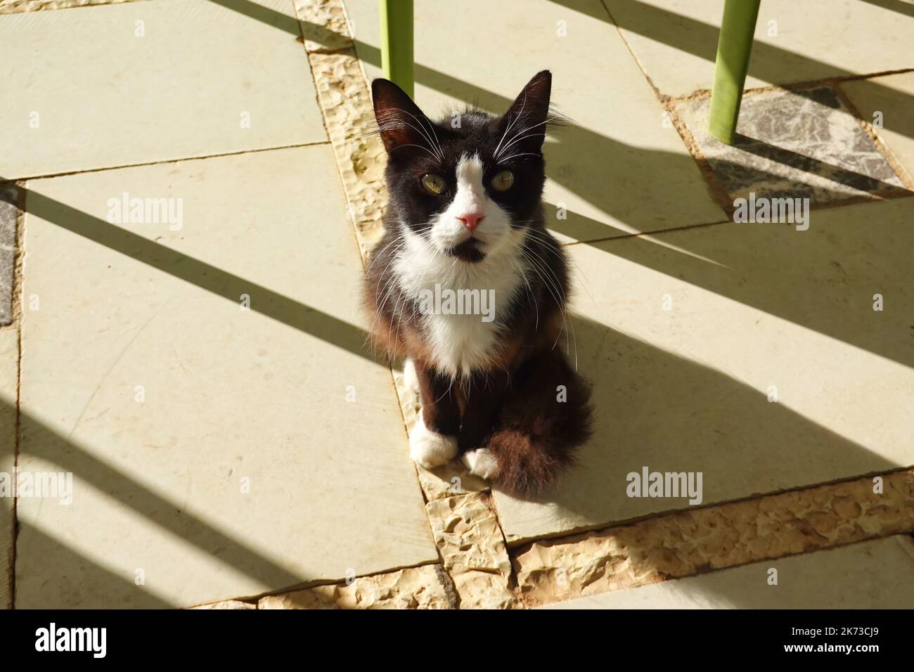 Homeless hungry cat, Saranda, Republic of Albania Stock Photo