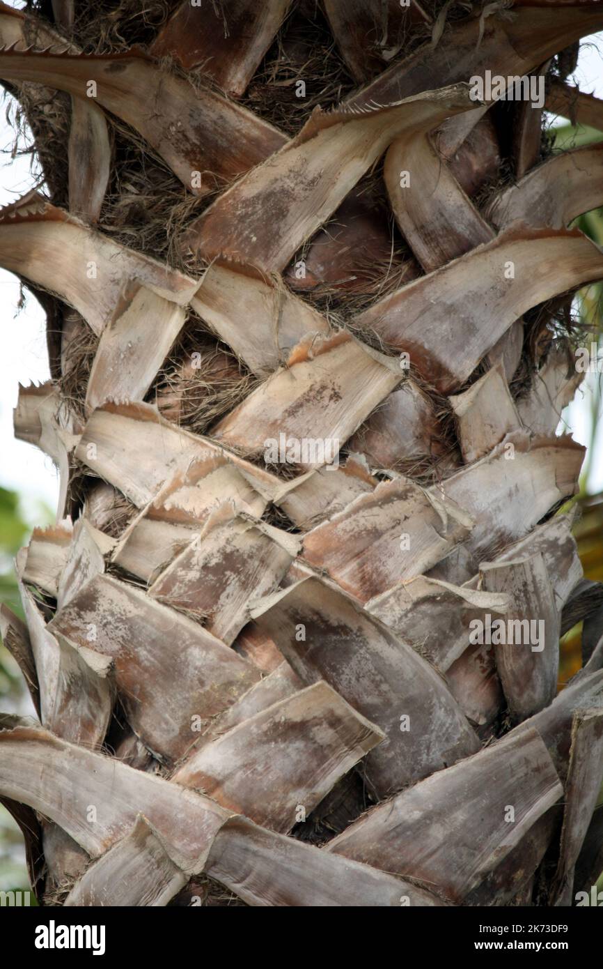 Cabbage Palm (Sabal palmetto) trunk with boot jacks : (pix SShukla) Stock Photo