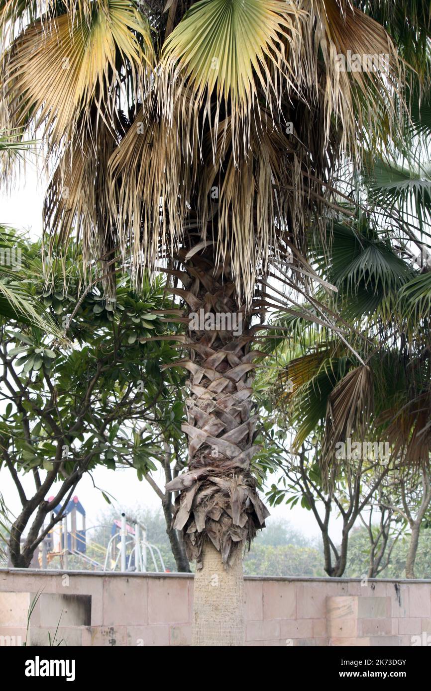 Cabbage Palm (Sabal palmetto) trunk with boot jacks : (pix SShukla) Stock Photo
