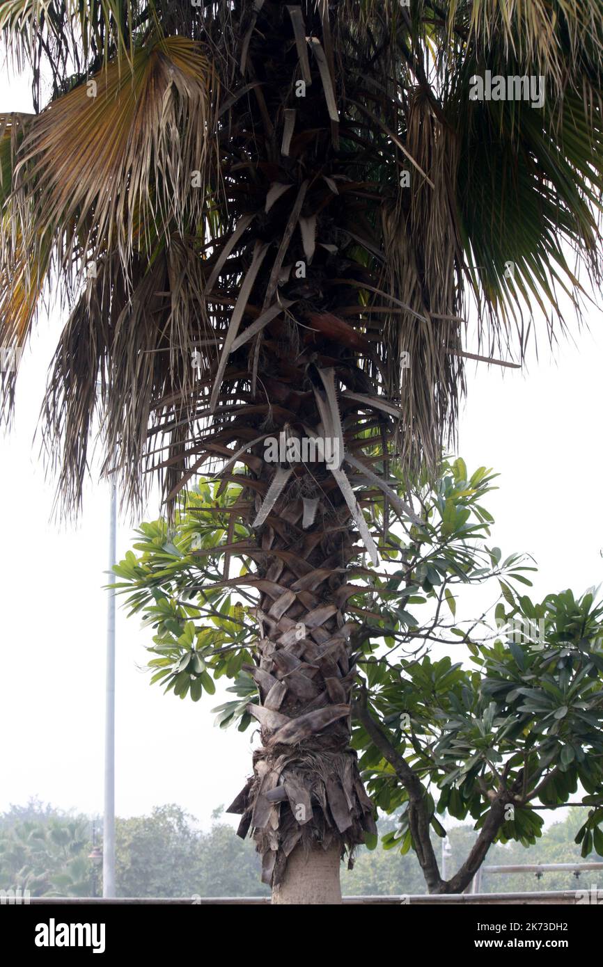 Cabbage Palm (Sabal palmetto) trunk with boot jacks (pix SShukla