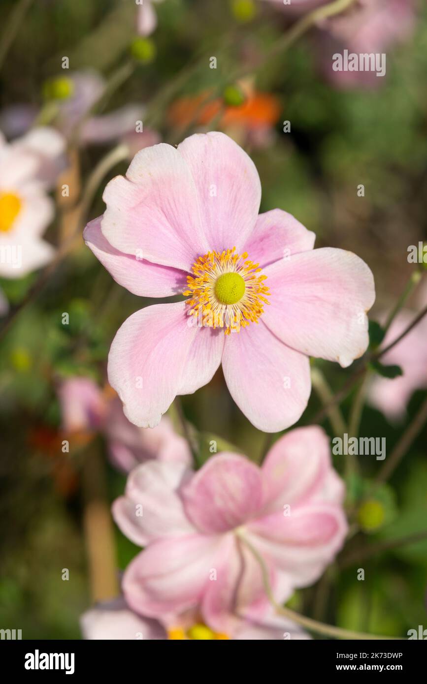 Japanese Anemone Flower,  Anemone Hybride Loreley Stock Photo