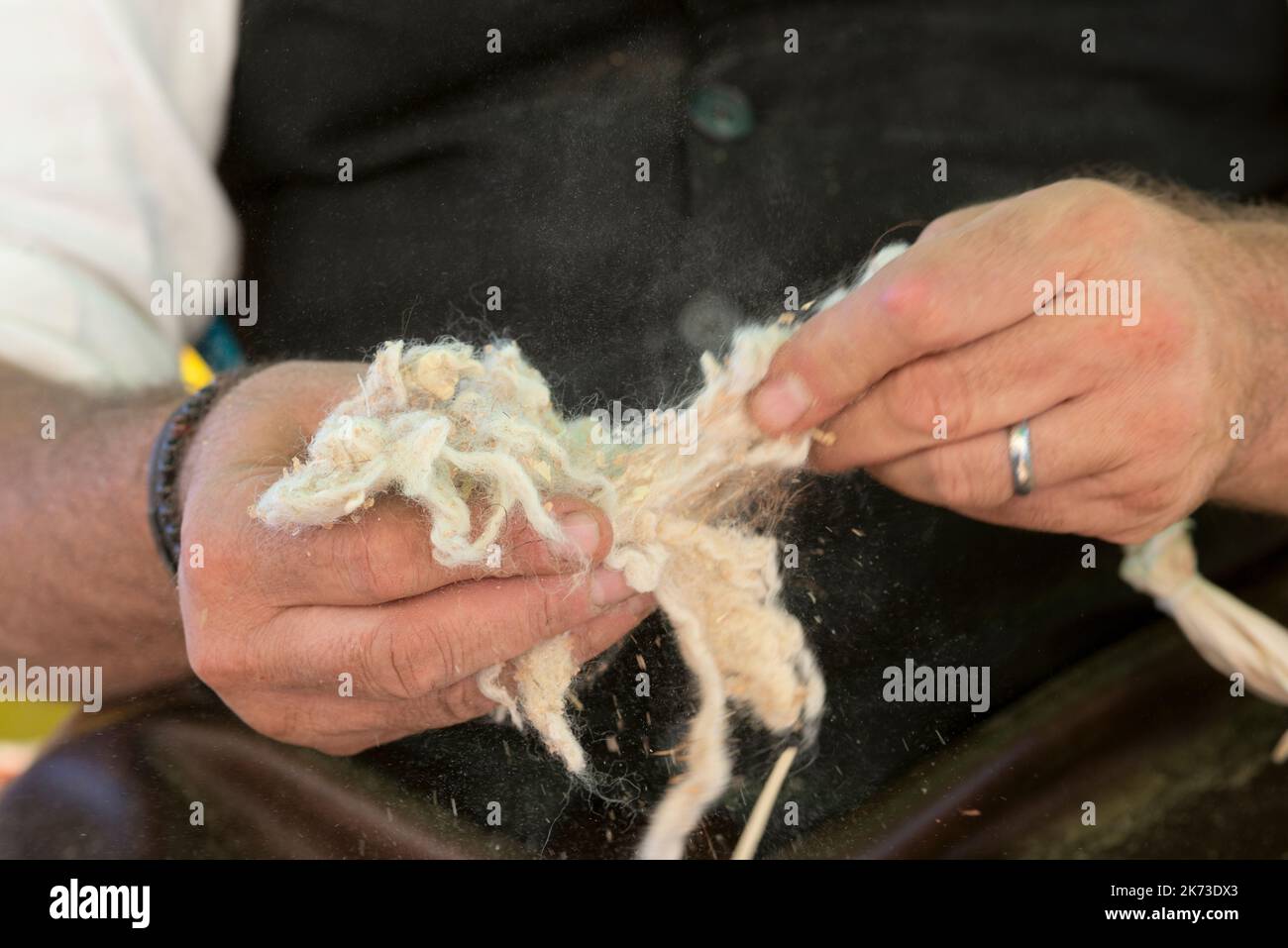 Italy, Lombardy, Historical Reenactment Farmer,  Man Hands Holding Unprocessed Raw Pashmina Wool Stock Photo