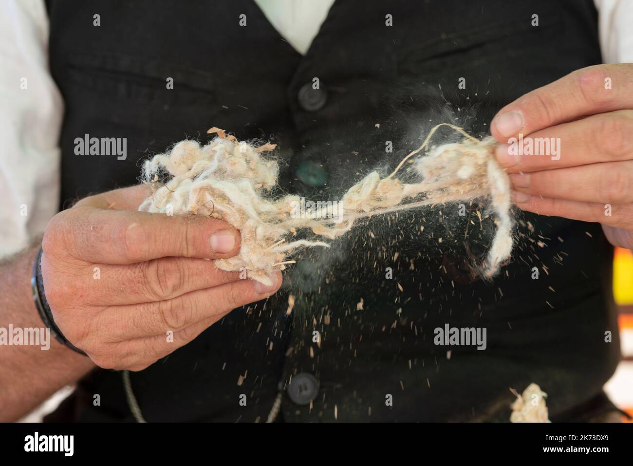 Italy, Lombardy, Historical Reenactment Farmer,  Man Hands Holding Unprocessed Raw Pashmina Wool Stock Photo