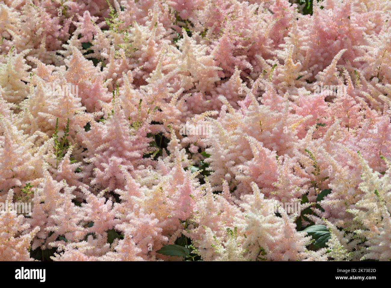 Astilbe Japonica White Flowers Stock Photo