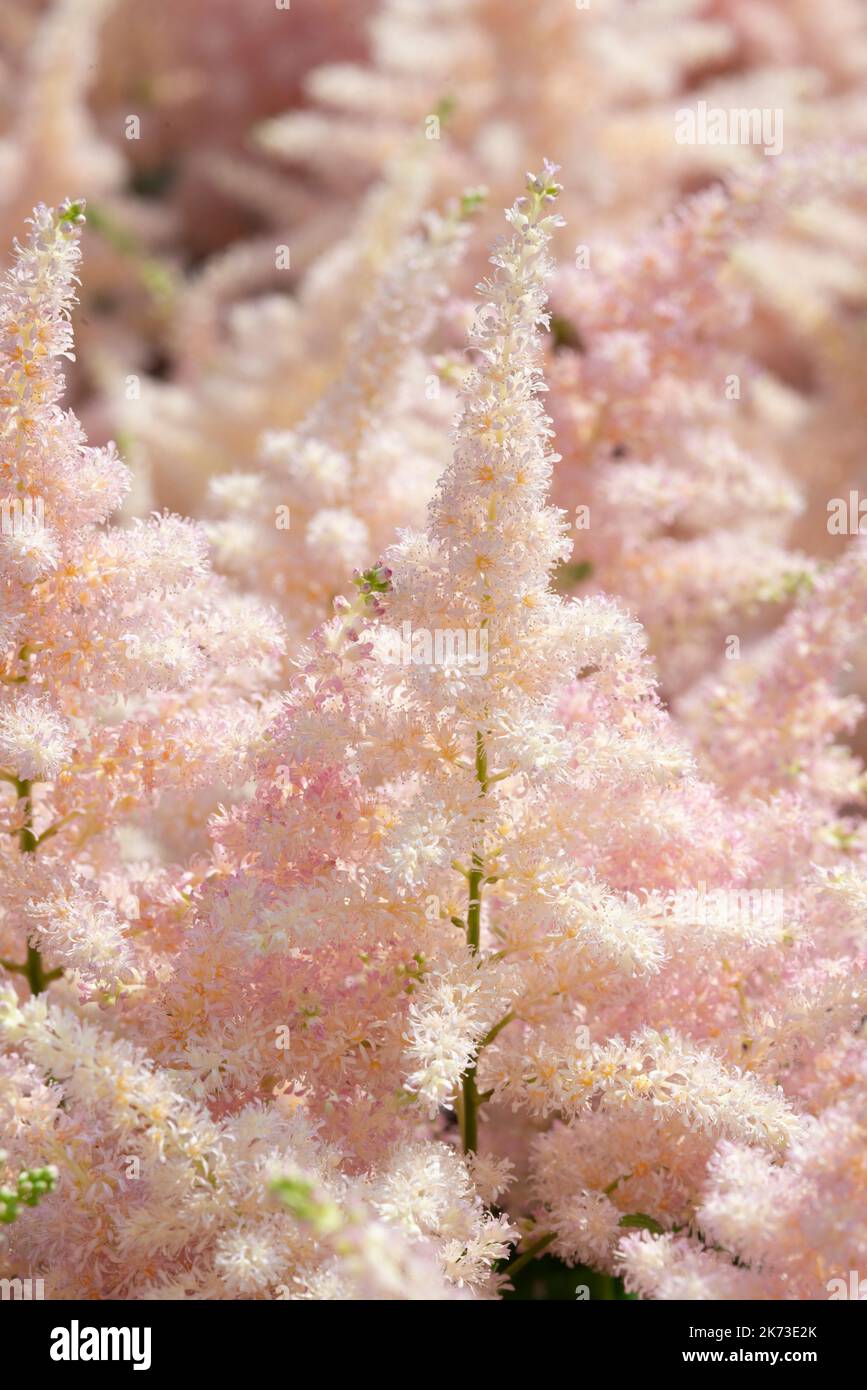 Astilbe Japonica White Flowers Stock Photo