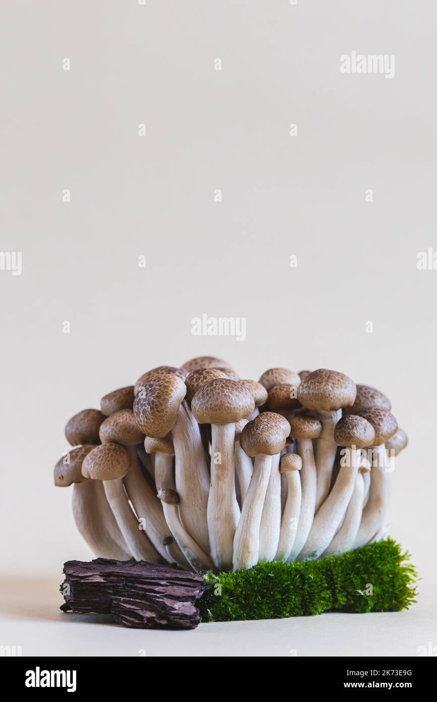 Cluster of fresh brown shimeji mushrooms close up. shimeji mushrooms on